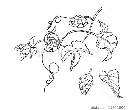 Hop vine, humulus plant black white silhouette vector illustration isolated. Hop cones on branch leaves contour hand drawn in botanical sketch for design beer label, herbal packaging, Oktoberfest. Hop vine, humulus plant black white silhouette vector illustration isolated. Hop cones on branch leaves contour hand drawn in botanical sketch for design beer label, herbal packaging, Oktoberfest. 118210064