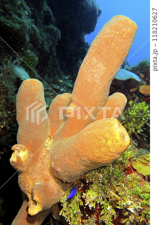 Yellow Sponge, Isla de la Juventud, Cuba Yellow Sponge, Isla de la Juventud, Cuba 118210627