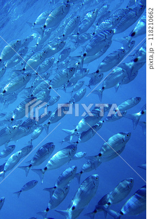 Saddled Seabream, Cabo Cope-Puntas del Calnegre Natural Park, Spain 118210662