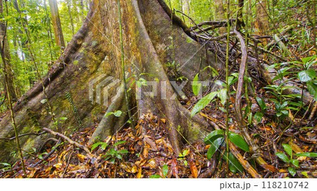 Old trees and Roots, Sinharaja National Park Rain Forest 118210742