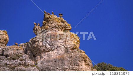 Eurasian Griffon Vulture, Spain 118211073