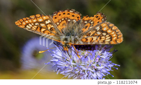 Brush-footed Butterfly, Sierra de Guadarrama National Park, Spain, 118211074