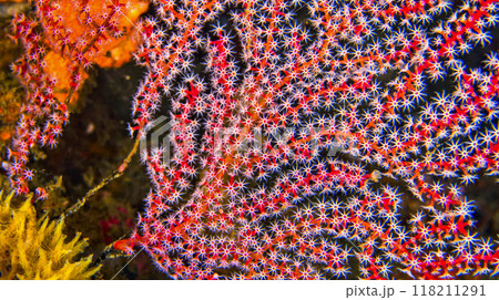 Sea Fan, Sulawesi Sea Fan, Sulawesi 118211291