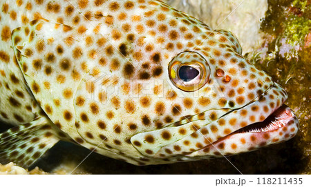 Coral grouper, Red Sea 118211435