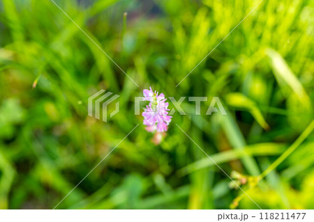 ネジバナ咲くの季節~ある夏の朝~ ネジバナ咲くの季節~ある夏の朝~ 118211477