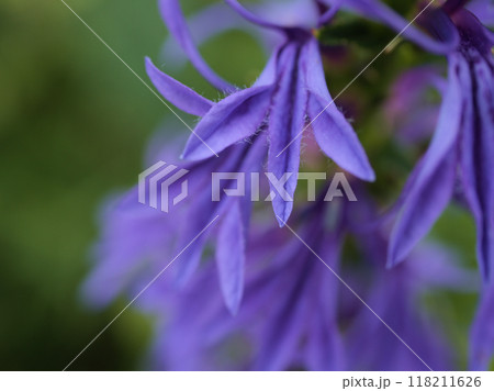 猛暑の9月に咲いた紫色のサワギキョウ 118211626