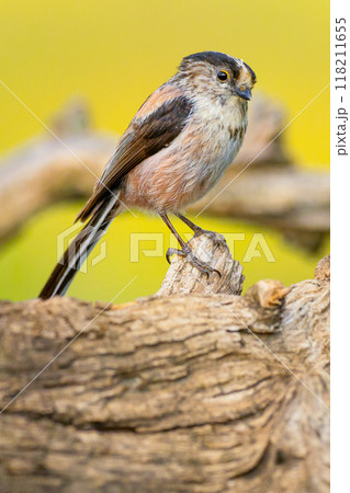 Long-tailed Tit 118211655