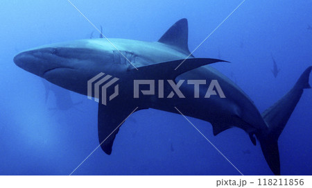 Galapagos Shark, Galapagos National Park 118211856