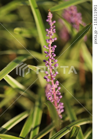 秋の庭に咲く紫色のヤブランの花 118211901
