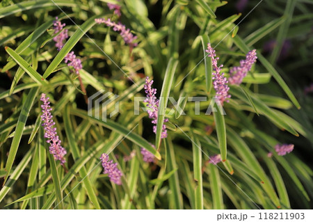 秋の庭に咲く紫色のヤブランの花 秋の庭に咲く紫色のヤブランの花 118211903