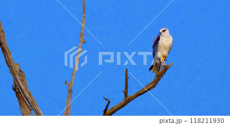 Black-winged Kite, Royal Bardia National Park, Nepal 118211930