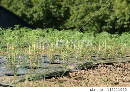コスモスの植え付け 118211936