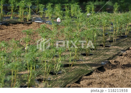 コスモスの植え付け コスモスの植え付け 118211938