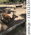 奈良　鹿 118212100