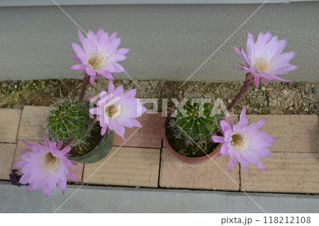 令和六年に咲いたサボテンの花 令和六年に咲いたサボテンの花 118212108