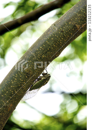 夏7月木にとまったクマゼミ 118212135