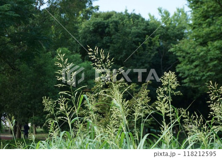 セイバンモロコシの花穂 118212595