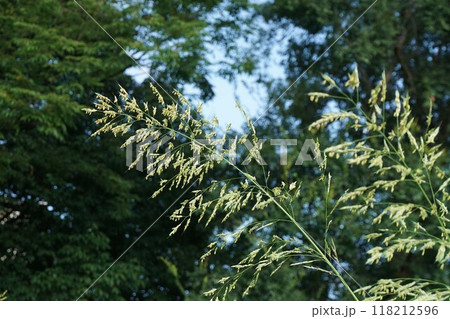 セイバンモロコシの花穂 118212596