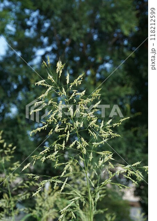 セイバンモロコシの花穂 セイバンモロコシの花穂 118212599