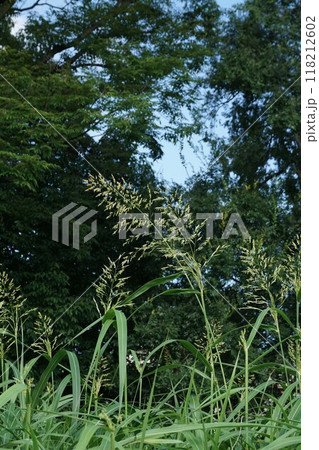 セイバンモロコシの花穂 118212602