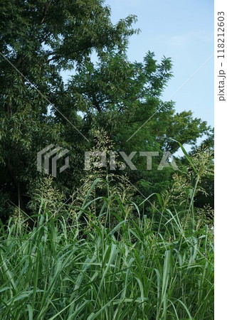 セイバンモロコシの花穂 セイバンモロコシの花穂 118212603