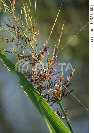 セイバンモロコシの花穂 118212605