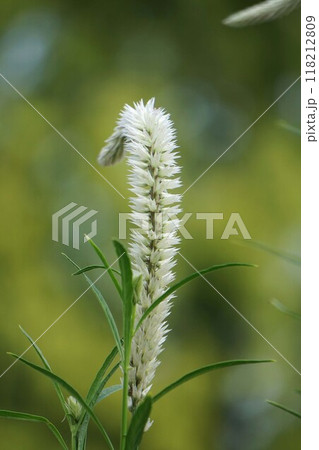 セロシアの花穂　 118212809
