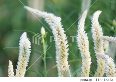 セロシアの花穂　 118212818