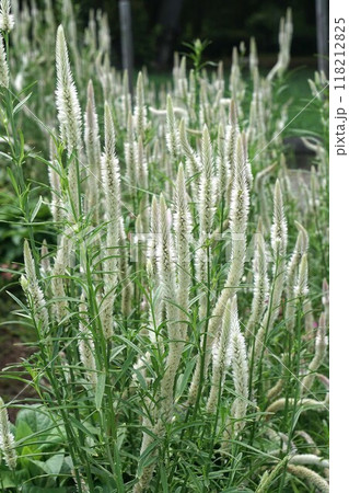 セロシアの花穂　 118212825