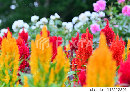 色鮮やかなケイトウ 118212891