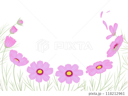 秋桜　ラジアンス　つぼみから開花そして散るまで 118212961