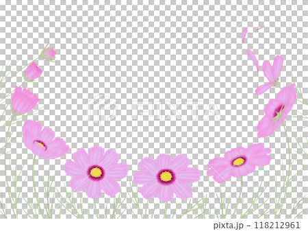 秋桜　ラジアンス　つぼみから開花そして散るまで 118212961