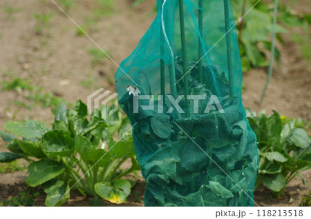 ブロッコリー栽培の虫よけネット 118213518