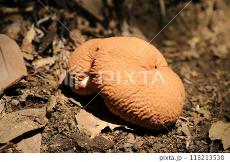 雑木林に茶色く脳みそのような大きいノウタケキノコ 雑木林に茶色く脳みそのような大きいノウタケキノコ 118213538