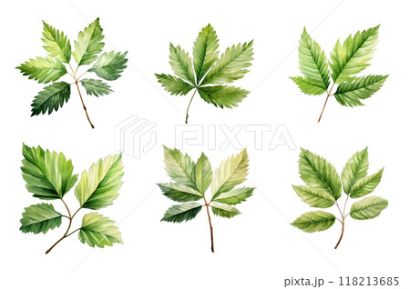 Chestnut Leaf Collection Bundle Set Isolated on a Transparent Background Chestnut Leaf Collection Bundle Set Isolated on a Transparent Background 118213685