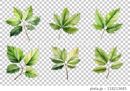 Chestnut Leaf Collection Bundle Set Isolated on a Transparent Background Chestnut Leaf Collection Bundle Set Isolated on a Transparent Background 118213685