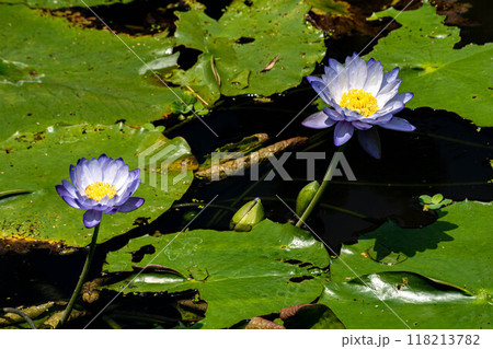 花 フラワー お花 118213782