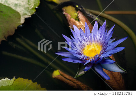 花 フラワー お花 118213783