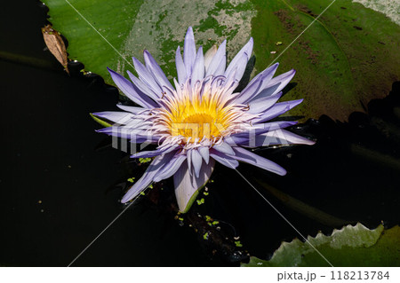 花 フラワー お花 118213784