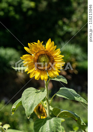 ひまわり 向日葵 ソレイユの丘 118213846