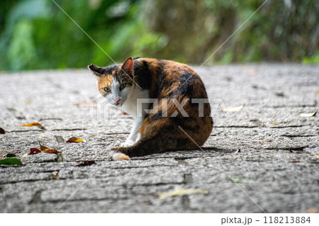 猫 ねこ ネコ 118213884