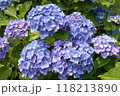 多数の青色の装飾花を備えるアジサイの手毬咲きの花の花房をクローズアップで撮影した写真 118213890