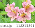ツツジの花のある風景 118213891