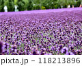 一面に広がるラベンダー畑 118213896