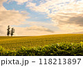 夕日に染まるムギ畑 118213897