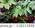 雨に濡れた葉 118213898