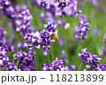 ラベンダー畑で蜜を集めるミツバチ 118213899