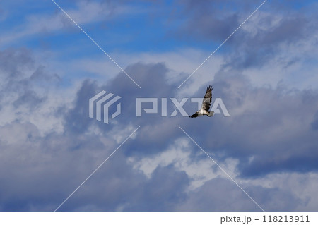 大空を飛ぶミサゴ 118213911