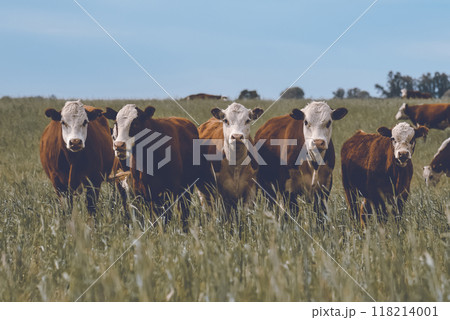 Cattle raising  with natural pastures in Pampas countryside, La Pampa Province,Patagonia, Argentina. 118214001