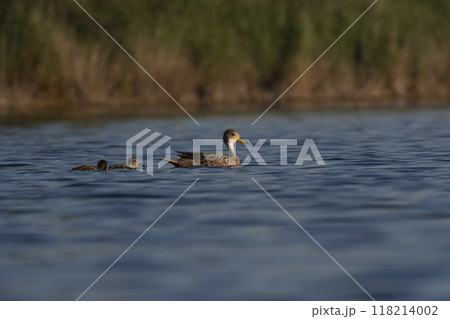 Southern wigeon, Anas sibilatrix, in marsh environment, La Pampa Province, Patagonia, Argentina. 118214002